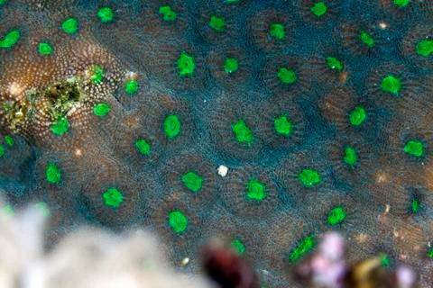 Coral texture found in the red sea. Stock Photos