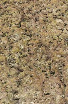 Coral texture Foto stock