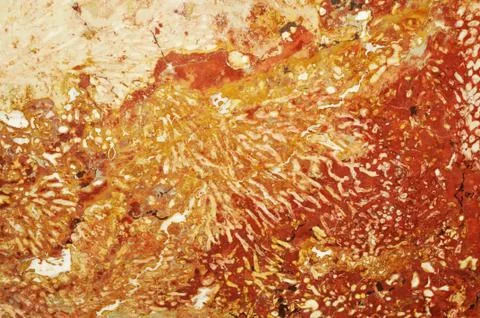 Coral texture Stock Photos