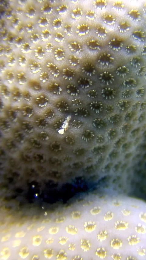 Coral texture Reveals tiny Creature Walking in the Reef Video stock 314133647