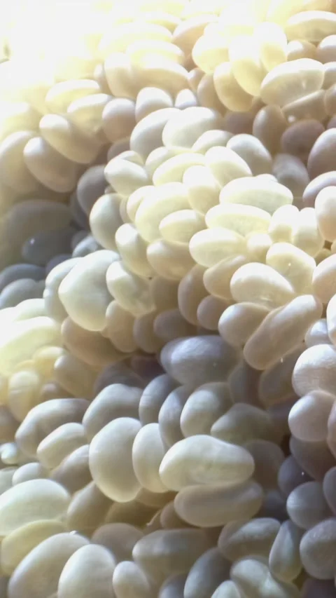 Coral textures dance in the shallows of the Red Sea Stock-Footage 312714501