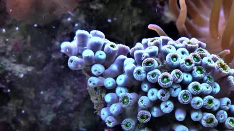 Coral Time Lapse Polyps.mp4 Видео 22254837