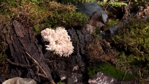 CORAL TOOTH 2 스톡 동영상 272789975