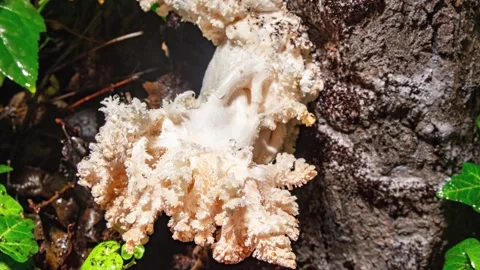 CORAL TOOTH 5 스톡 동영상 272682882