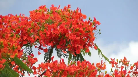 Coral tree Caribbean Video stock 7139355