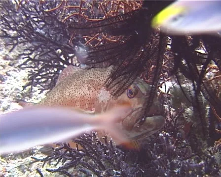 Coral trout hiding, Plectropomus leopardus, UP10815 Stock Footage 62076720