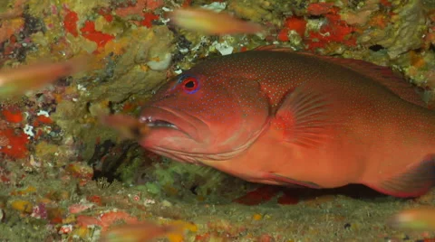 Coral trout hiding, Plectropomus leopardus, HD, UP19995 Stock Footage 62243071