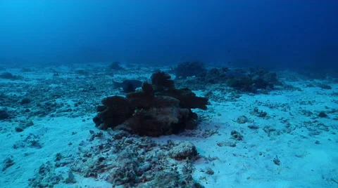 Coral trout hovering on deep sand and coral rubble, Plectropomus leopardus, HD, Stock Footage 61869857