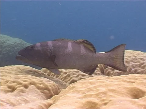 Coral trout hovering, Plectropomus leopardus, UP4192 Stock Footage 38426142