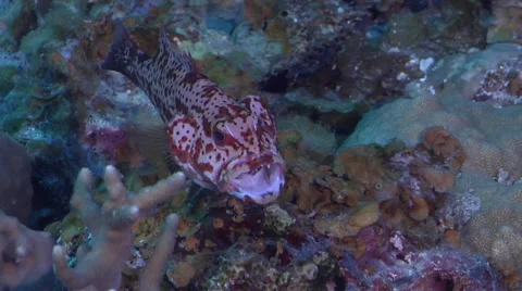 Coral trout waiting to be cleaned in lagoon, Plectropomus leopardus, HD, UP32498 Stock Footage 61914269