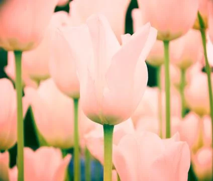 Coral tulips as spring background, bottom view, selective focus Stock Photos