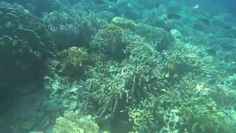 Coral underwater Stock Footage 158488440