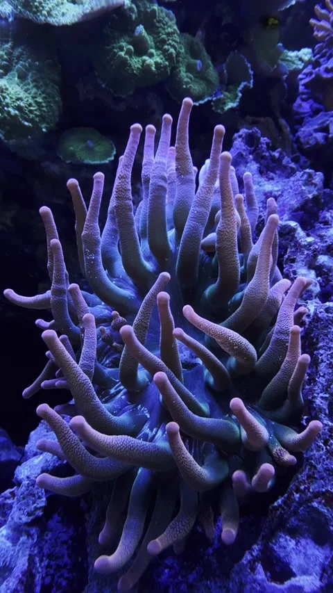 Coral vertical video Stock Footage 304611609