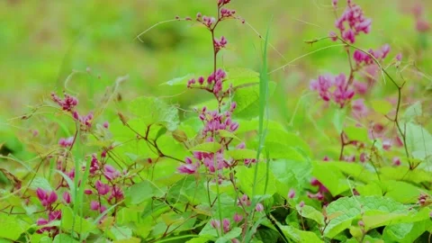 Coral Vine (flowers) Stock Footage 161402286