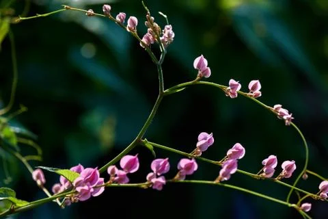 Coral Vine Stock Photos