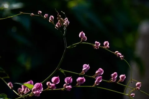 Coral Vine Stock Photos