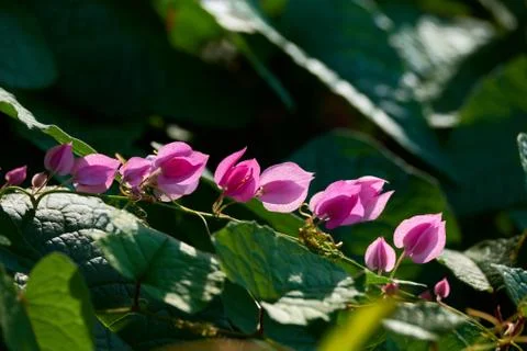 Coral Vine Stock Photos