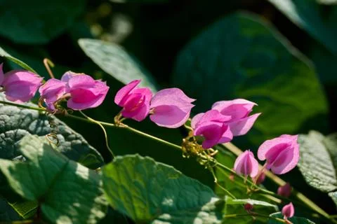 Coral Vine Stock Photos