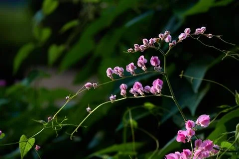 Coral Vine Stock Photos