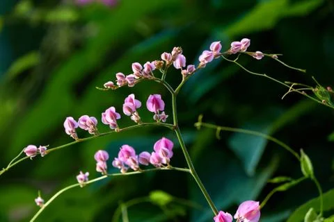 Coral Vine Stock Photos