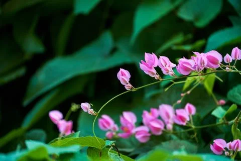 Coral Vine Stock Photos