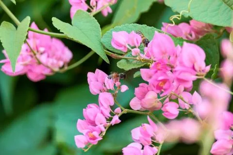 Coral Vine Stock Photos