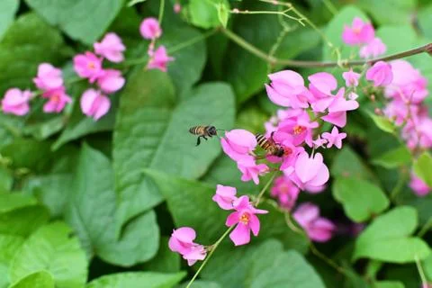 Coral Vine Stock Photos