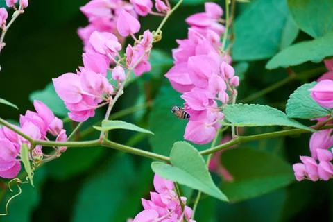 Coral Vine Stock Photos