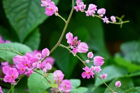 Coral Vine Stock Photos