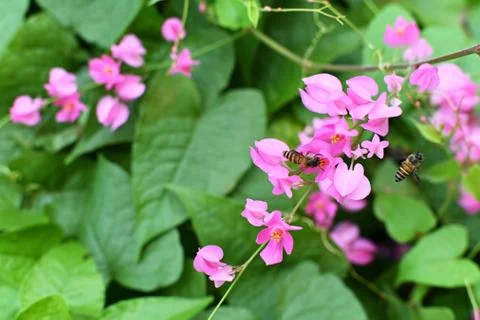 Coral Vine Stock Photos