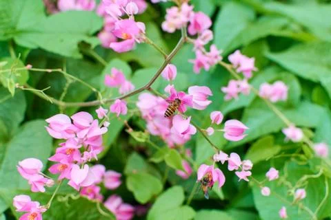 Coral Vine Stock Photos