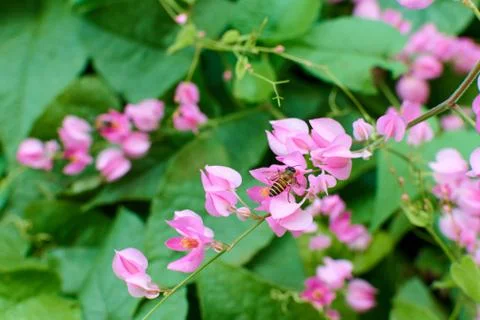 Coral Vine Stock Photos