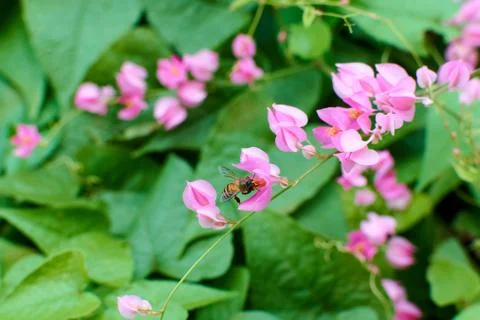 Coral Vine Stock Photos