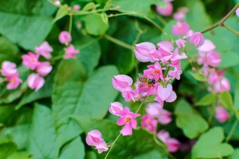 Coral Vine Stock Photos