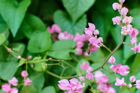 Coral Vine Stock Photos