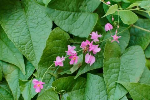 Coral Vine Stock Photos