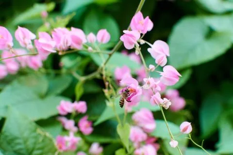 Coral Vine Stock Photos
