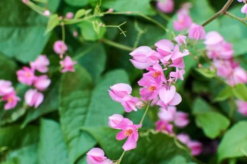 Coral Vine Stock Photos