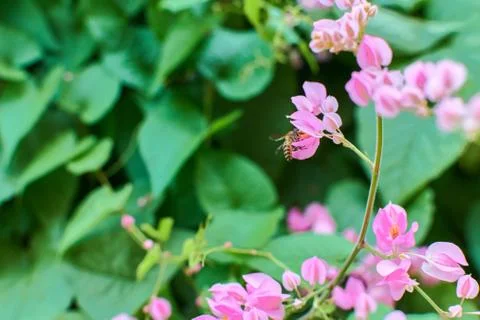 Coral Vine Stock Photos
