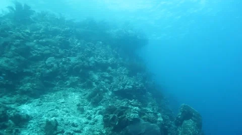 Coral wall with diver for scale Video stock 65003131