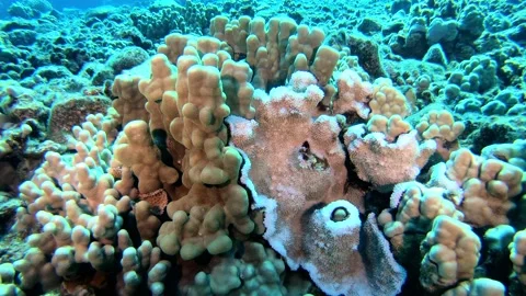 CORAL WARS Stock Footage 154979343