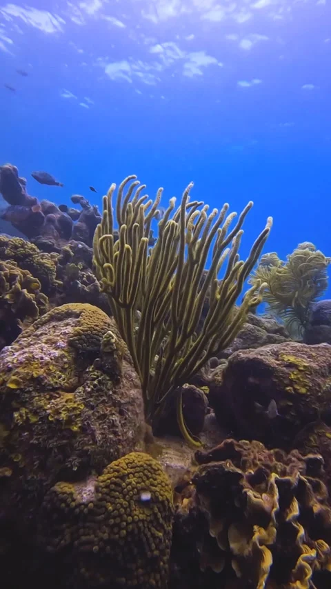 Coral waving in the current Stock Footage 233225181