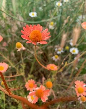 Coral Wild Daisy Flower Blooming in Meadow Grass Stock Photos