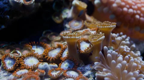 Coral Zoanthid Button Polyp sexy shrimp timelapse  Stock Footage 66393791