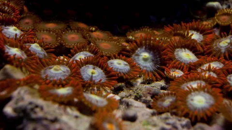 Coral Zoanthid Button Polyp timelapse Stock Footage 66394253