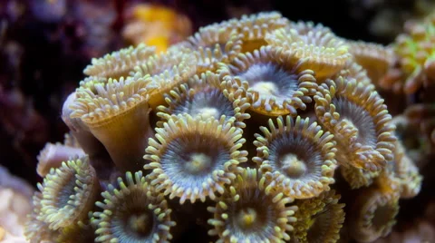Coral Zoanthid, Button Polyp timelapse Stock Footage 66394872