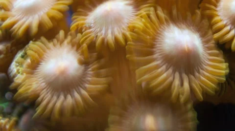 Coral Zoanthid, Button Polyp-timelapse Stock Footage 66395150