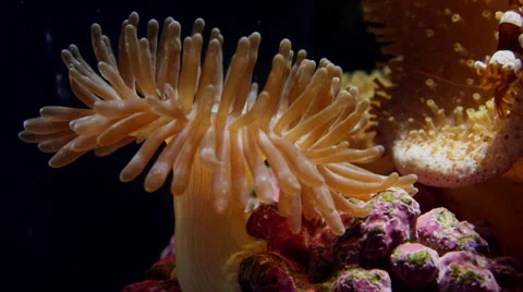 Coral Zoanthid, Button Polyp timelapse Stock Footage 66577761