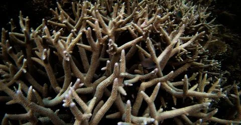 Coral4 Stock Photos