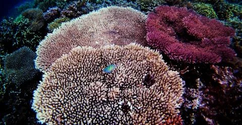 Coral6 Stock Photos